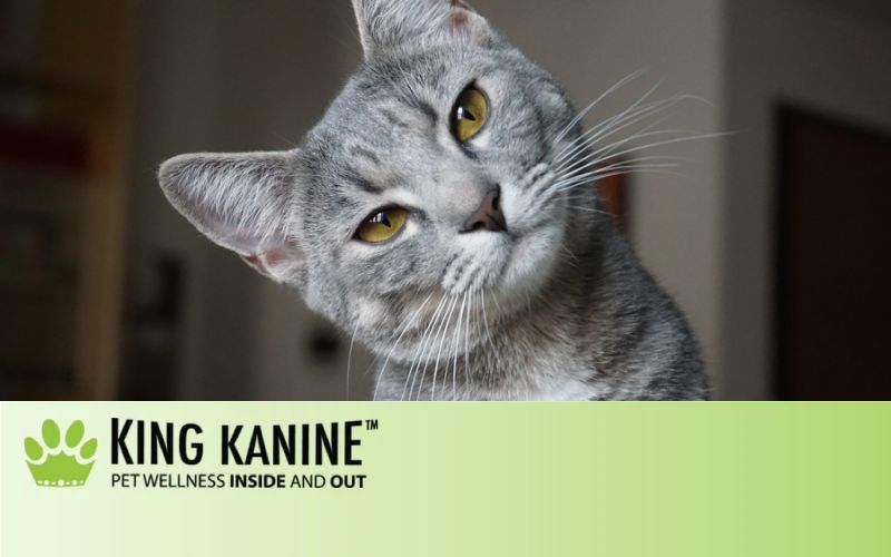 Cat Dandruff: Why It Happens and How to Treat It – Learn King Kanine